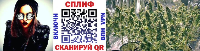 МАРИХУАНА сатива  Купить где  Северская 